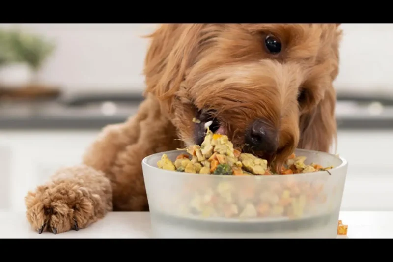 Nutritious Homemade Senior Dog Food for Longevity