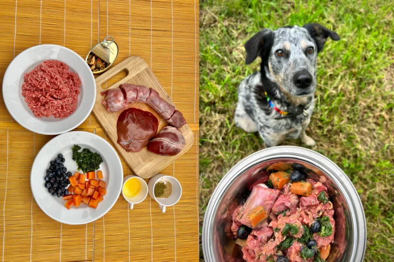 Easy Homemade Dog Food Recipes for Healthy Pets
