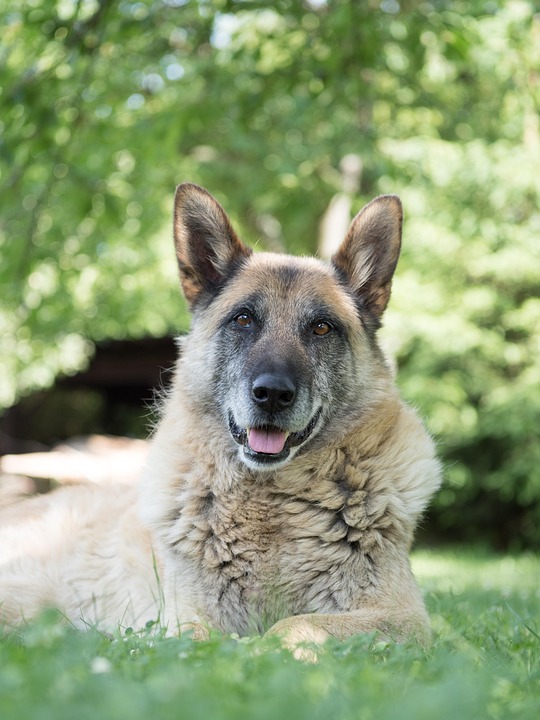 senior dog nutrition