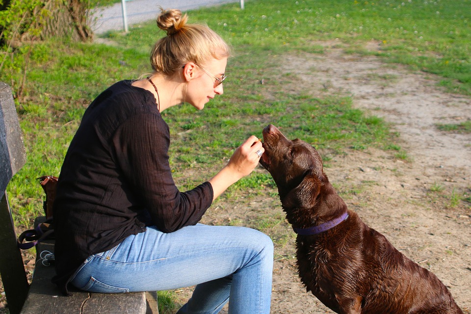 dog feeding tips