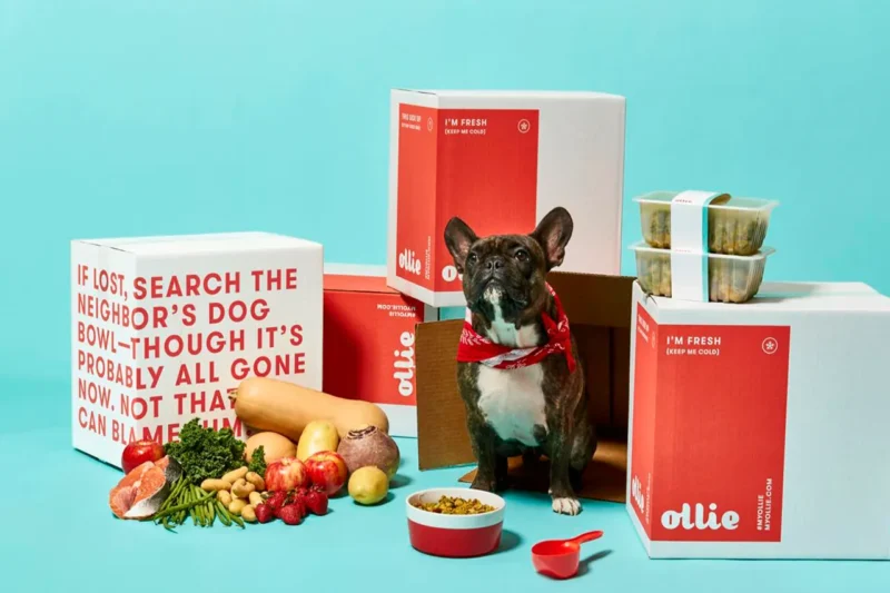 Top Dog Food Reviews: Find the Perfect Meal